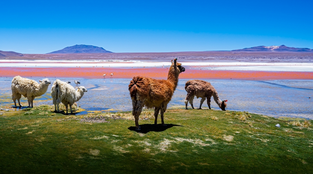Altiplano-Boliwia