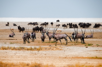  Piaski Nanib i Kalahari